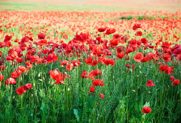 Meadow with beautiful  red poppy flowers — Stock Photo, Image