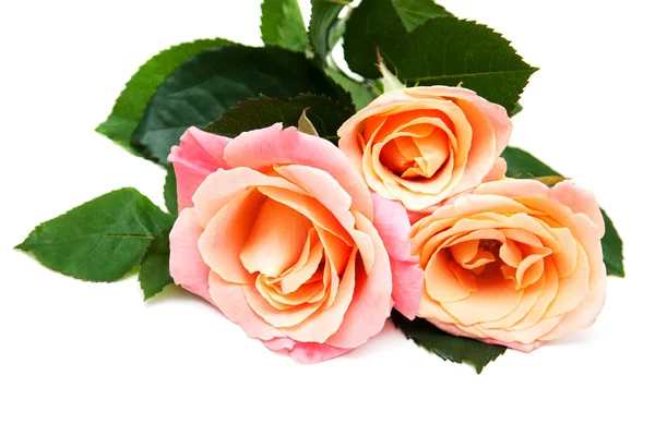 Pink roses on a white background — Stock Photo, Image