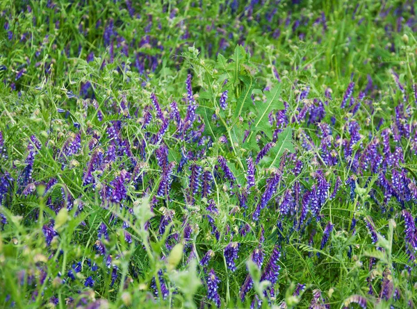 Purple flowers in field — Stock Photo, Image