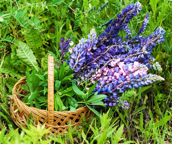 Korg med Lupin blommor — Stockfoto