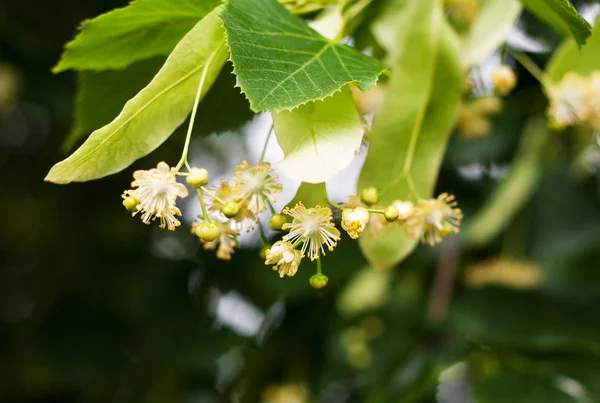 Linden tree in bloom — Stock Photo, Image