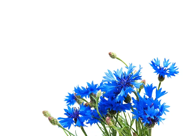 Blauwe korenbloemen op een wit — Stockfoto