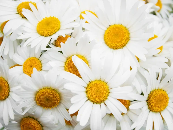 Smukke daisy blomster tæt på - Stock-foto