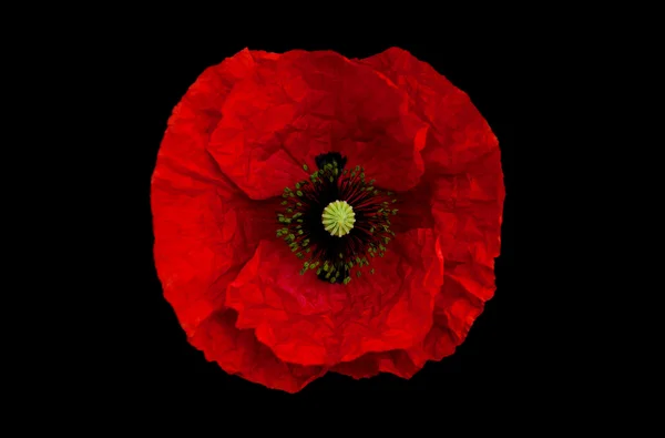 Poppy flower on a black background — Stock Photo, Image