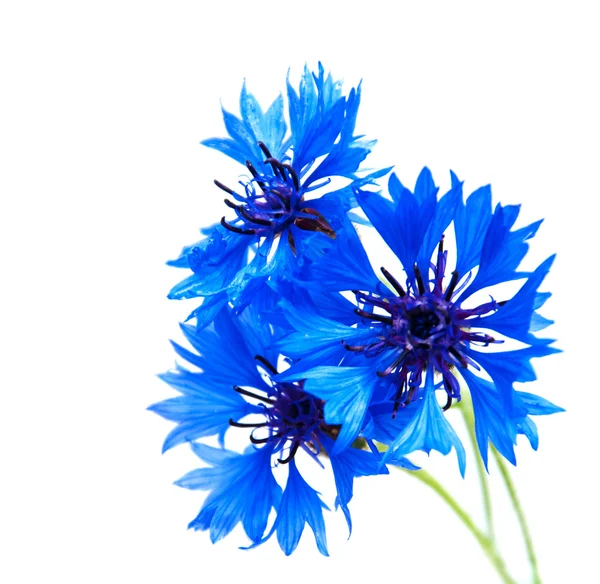 蓝色的矢车菊在一张白纸 — 图库照片