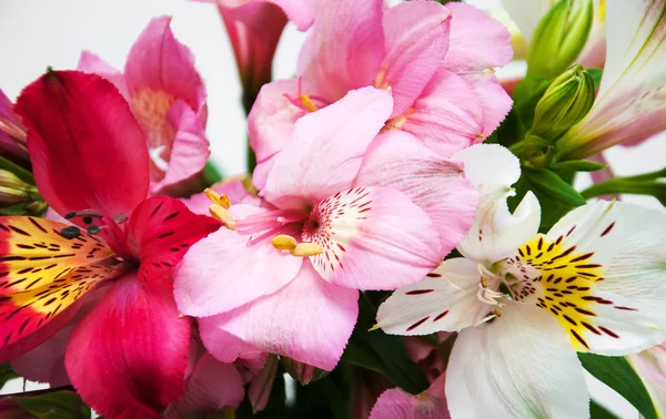 Ramo de flores de alstroemeria —  Fotos de Stock