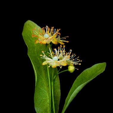 Ihlamur çiçek bir siyah