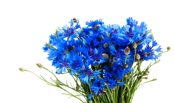 Blauwe korenbloemen op een wit — Stockfoto