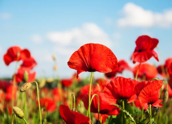Meadow with beautiful  red poppy flowers — Stock Photo, Image