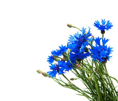 bir beyaz mavi Peygamber