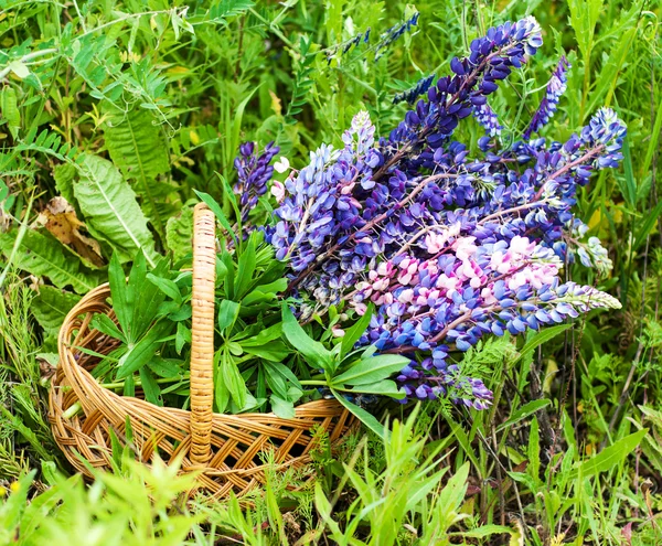 Cesta com flores de tremoço — Fotografia de Stock