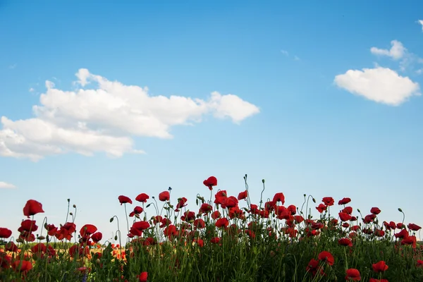 Äng med vackra röda vallmo blommor — Stockfoto