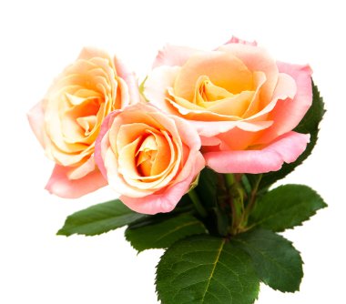 Beyaz arkaplanda pembe güller