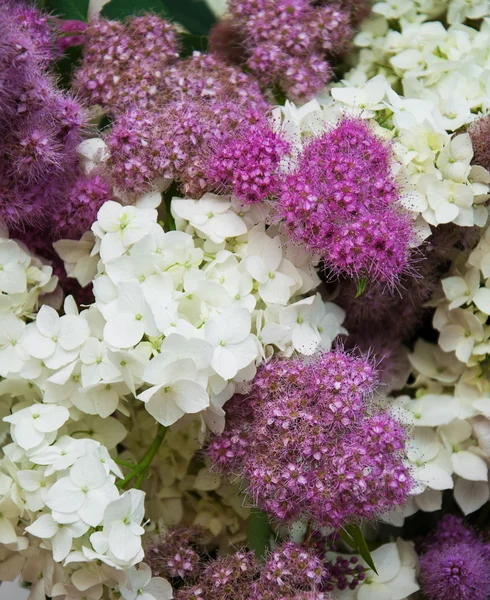 Ramo de hortensias blancas — Foto de Stock