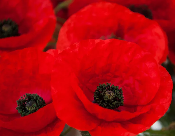 Flores de papoula vermelha — Fotografia de Stock