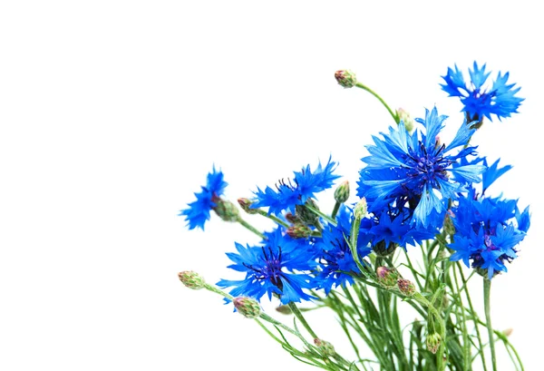 Blue cornflowers on a white — Stock Photo, Image