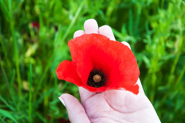 Main de femme avec des fleurs de pavot — Photo