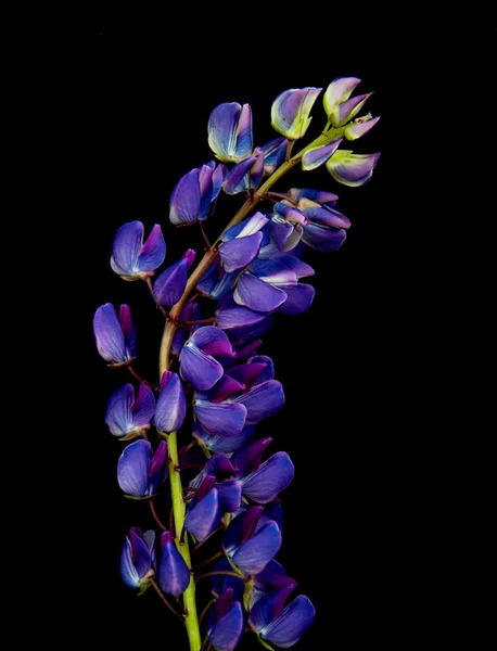 Lupine flowers on a black — Stock Photo, Image