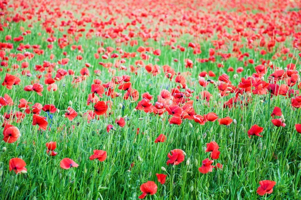 Meadow with beautiful  red poppy flowers — Stock Photo, Image