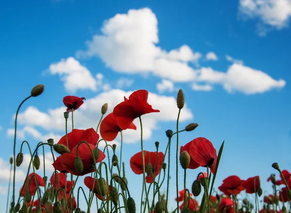 Prairie avec de belles fleurs de pavot rouge — Photo