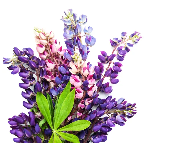 Lupine flowers isolated Stock Picture