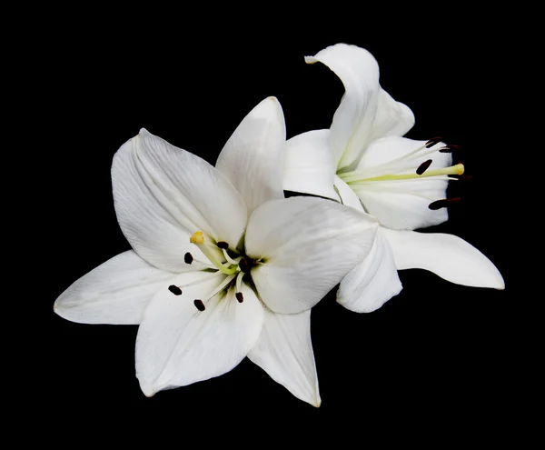 Белая лилия на черном — стоковое фото