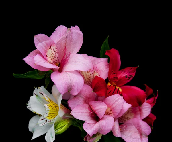 Flores de alstroemeria en un negro —  Fotos de Stock