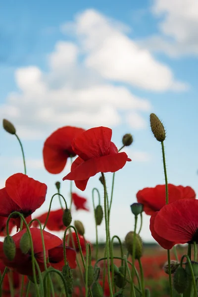 Prairie avec de belles fleurs de pavot rouge — Photo