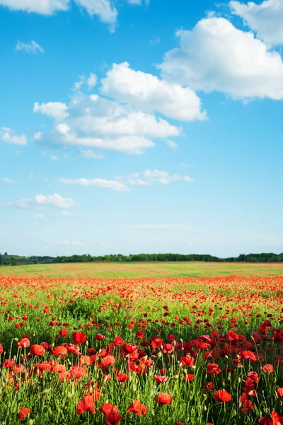 Weiland met mooie rode papaver bloemen — Stockfoto