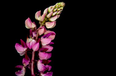 Bir siyah kurt çiçekler