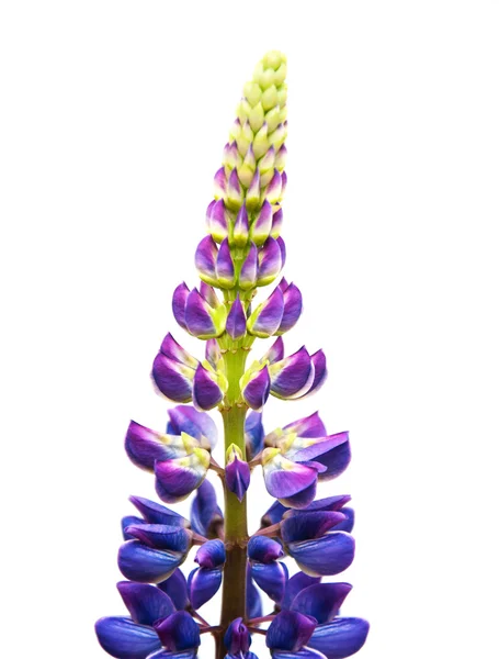 Lupine flowers isolated — Stock Photo, Image