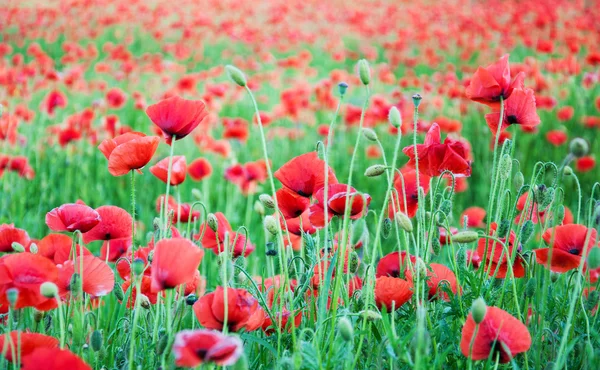 Prairie avec de belles fleurs de pavot rouge — Photo