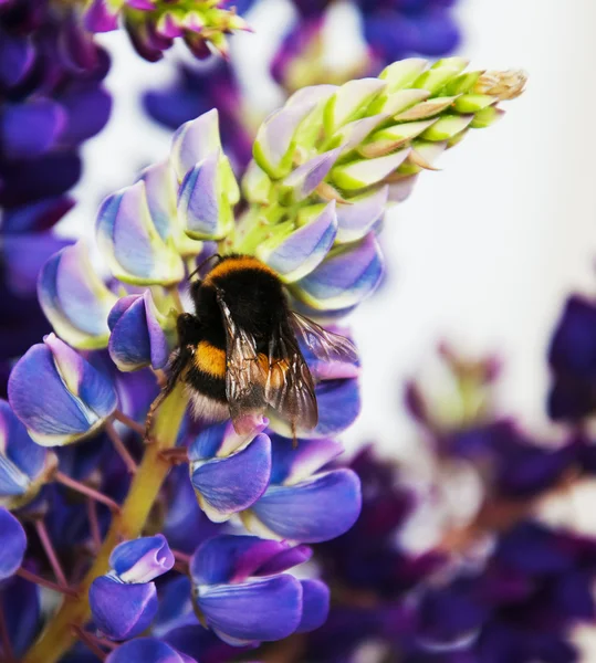 Fiori di lupino e calabrone — Foto Stock