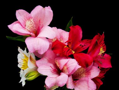alstroemeria çiçekler bir siyah
