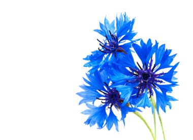 bir beyaz mavi Peygamber