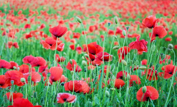 Meadow with beautiful  red poppy flowers — Stock Photo, Image