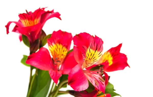 Flores de alstroemeria en un blanco —  Fotos de Stock