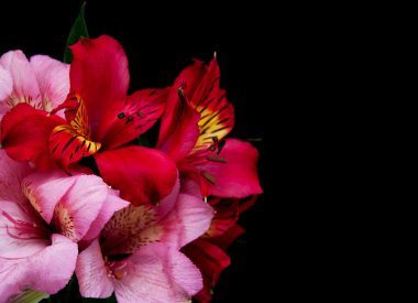 alstroemeria çiçekler bir siyah