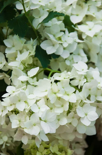 Ramo de hortensias blancas — Foto de Stock