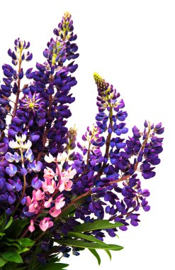 Lupine flowers isolated clipart