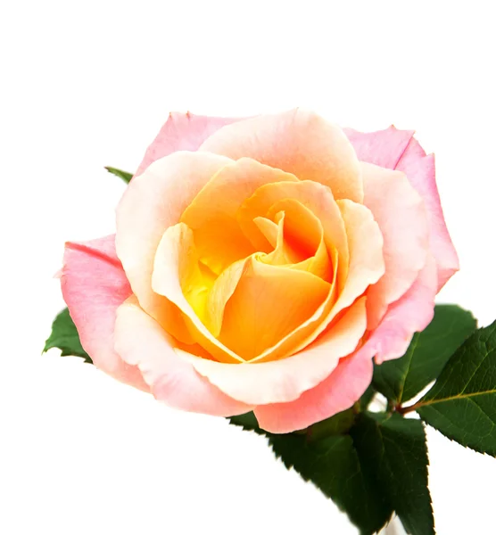 Rosa rosa su sfondo bianco — Foto Stock