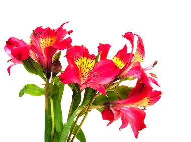 Beyaz bir alstroemeria çiçekler