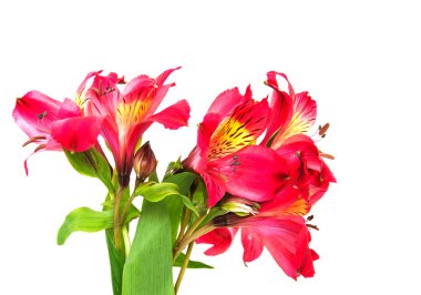 Beyaz bir alstroemeria çiçekler