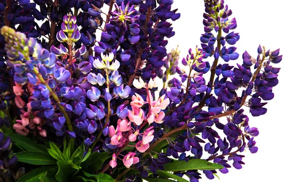 Lupine flowers isolated Stock Photo