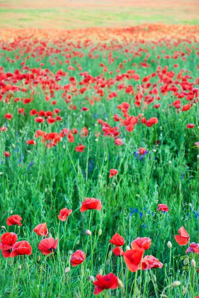 Prairie avec de belles fleurs de pavot rouge — Photo