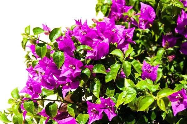 Pink blooming bougainvilleas — Stock Photo, Image