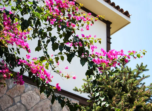 Begonvil bush ile pembe çiçekler — Stok fotoğraf