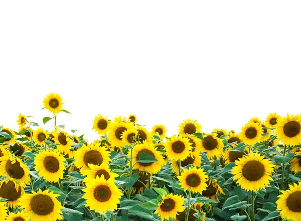 Yellow sunflowers isolated over white — Stock Photo, Image