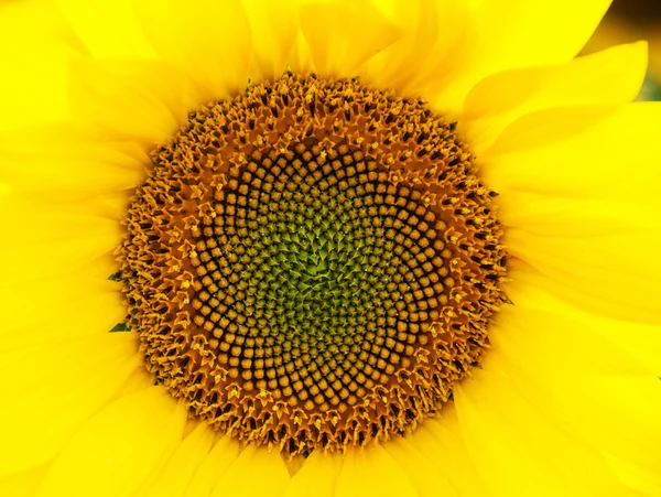 Girasol amarillo - de cerca — Foto de Stock