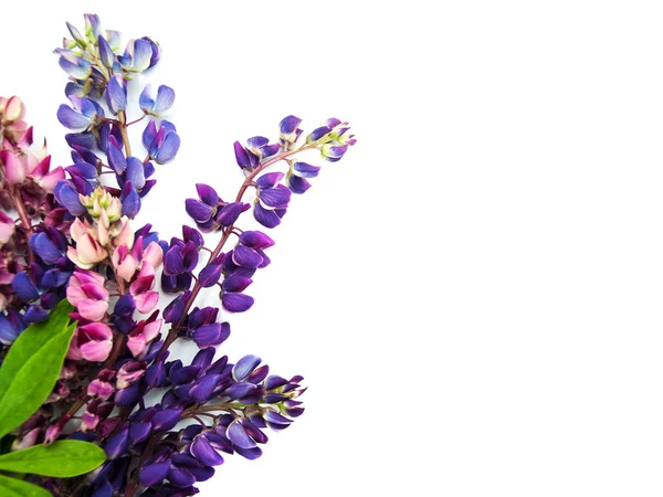 Acı bakla çiçek izole